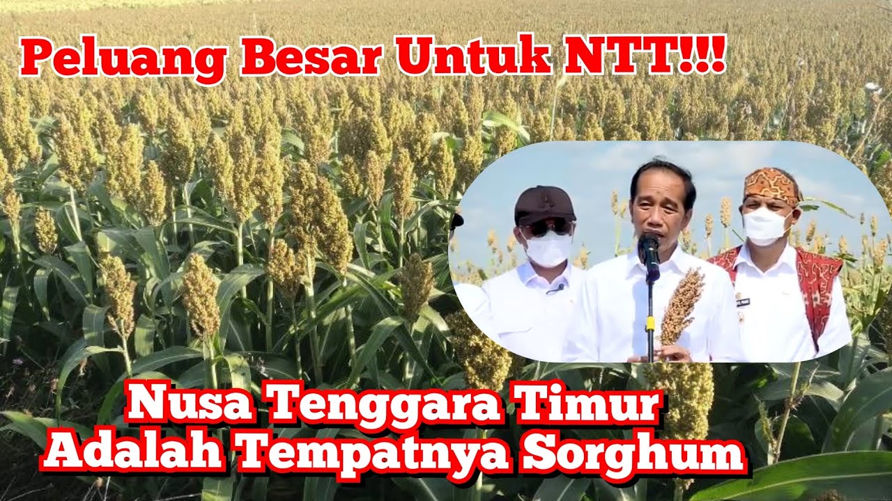 Peluang Besar Untuk NTT!!Nusa Tenggara Timur Adalah Tempatnya Sorghum Ungkap Presiden Jokowi