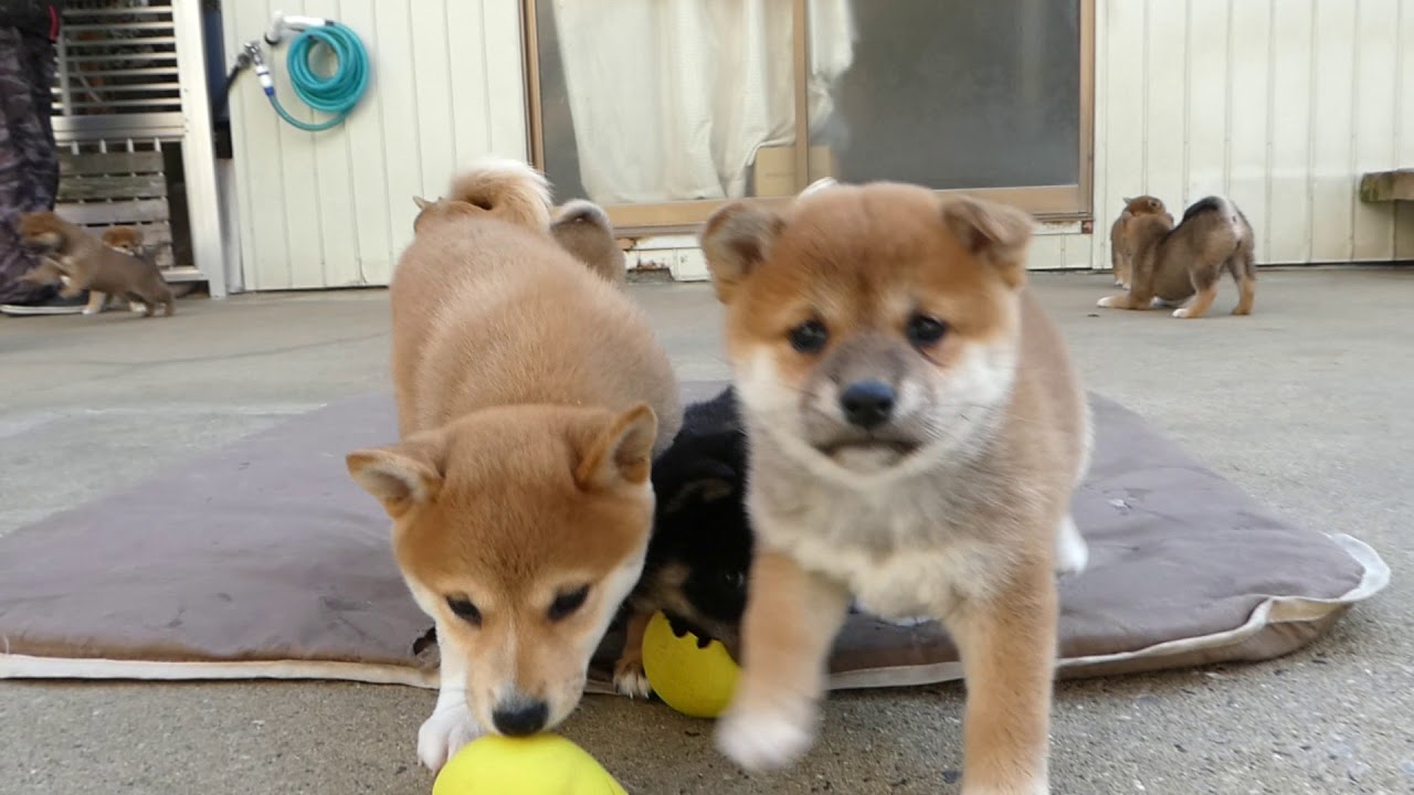 柴犬子犬達賑やかな外遊び YouTube