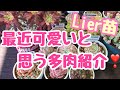 【多肉植物】最近可愛いと思う多肉紹介します❣️