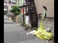 カラスがゴミをあさる