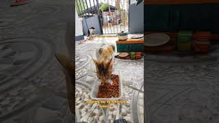 Opening day ng neko nyan eatery.😻😻 #foryou #cat