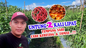 TANAM CABE TUMPANG SARI TOMAT UNTUNG 2 KALI LIPAT