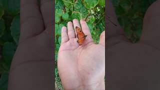 Look At This Erfly From Asia, Isnt It Beautiful?