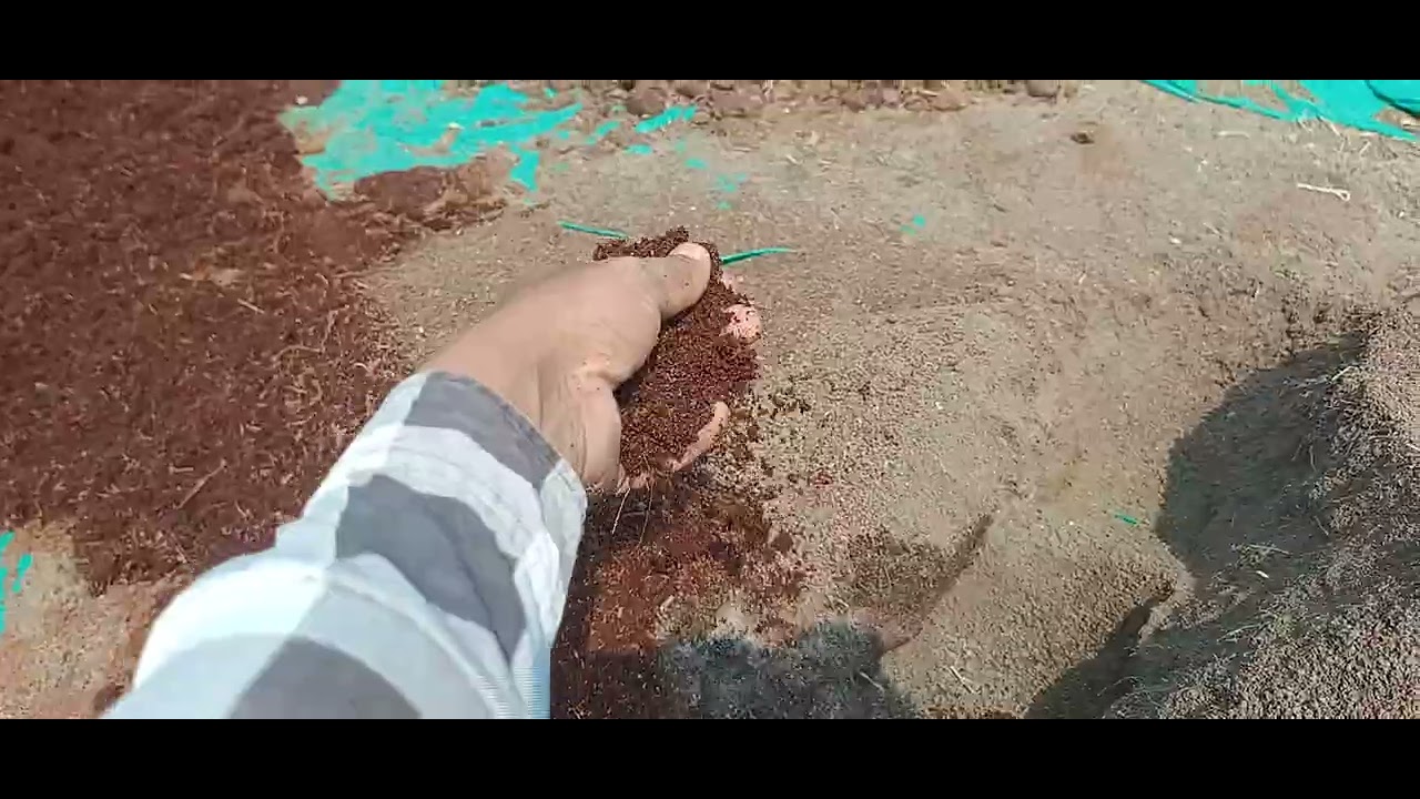 पपीता की नर्सरी कैसे तैयार करे