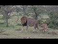 One Of The Lemek Boys Daddy I Wanaa Play With You Cute Cub 