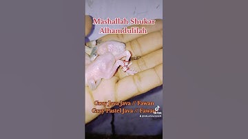 Grey Java Possible Fawan / Grey Pastel Java Possible Fawan / Java Sparrow #mab_aviary_karachi #birds