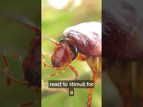 Mysterious: How Do Cockroaches Survive After Losing Their Head! Shorts