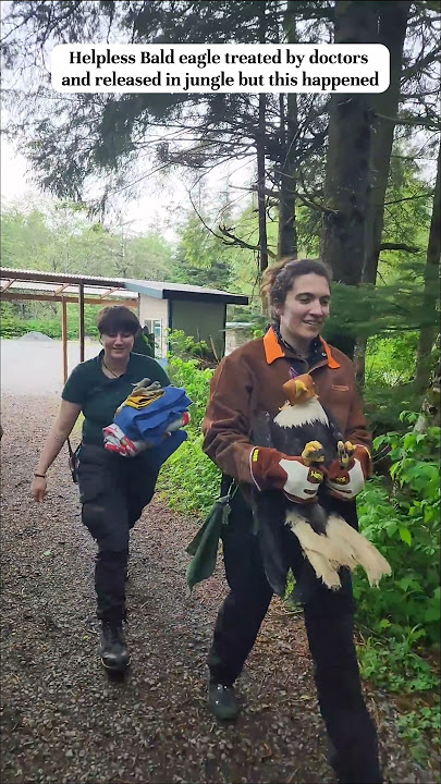 Helpless bald eagle treated by doctors and released in jungle