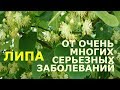 Липовый цвет вылечит многие серьёзные заболевания и окажет быструю помощь при болях.