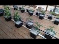 The outdoor hydroponic garden | Dutch / Beto bucket setup.