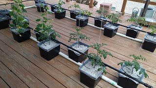 The outdoor hydroponic garden | Dutch / Beto bucket setup.