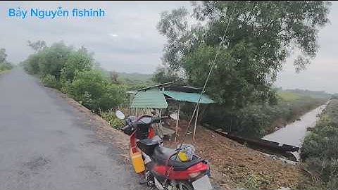 Câu cá lóc ở Tân Phước 1 Tiềng Giang...Bảy Nguyễn Fishing