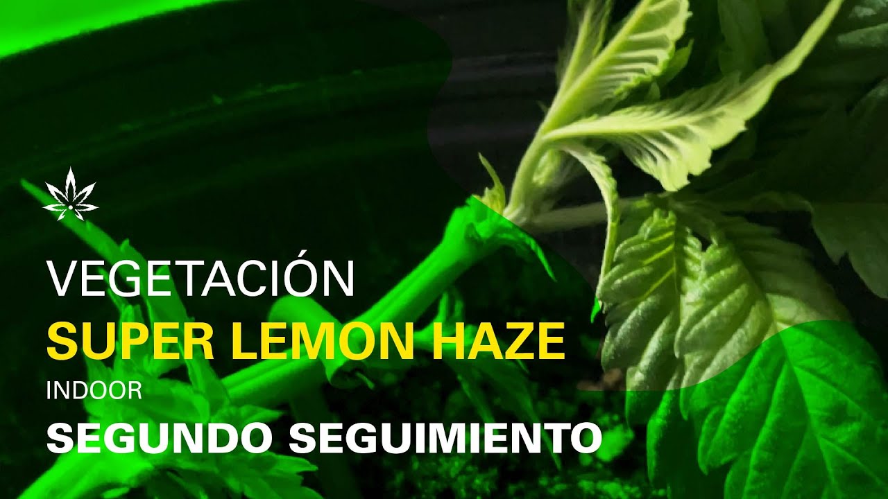 Cultivo SUPER LEMON HAZE en INDOOR | Seguimiento #2