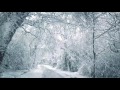 Blizzard sounds for sleep relaxation  staying cool  snowstorm sounds  howling wind in the forest