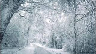 Blizzard Sounds for Sleep, Relaxation & Staying Cool | Snowstorm Sounds & Howling Wind in the Forest