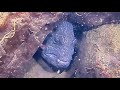 The Boy Who Cried Wolf(Eel)!