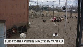 Some Relief Is Coming For Farmers Impacted By The Avian Flu Outbreak