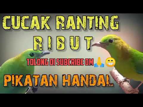 suara ribut mp3 pikat cucak ranting dan cucak ijo mini.