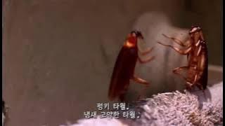 Joe's Apartment - Funky Towel (KOR Sub)