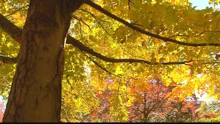 Does rain affect leaves changing colors?