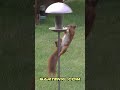 Squirrel from Down Under