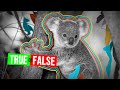 Koalas Have Fingerprints Similar To Humans #shorts