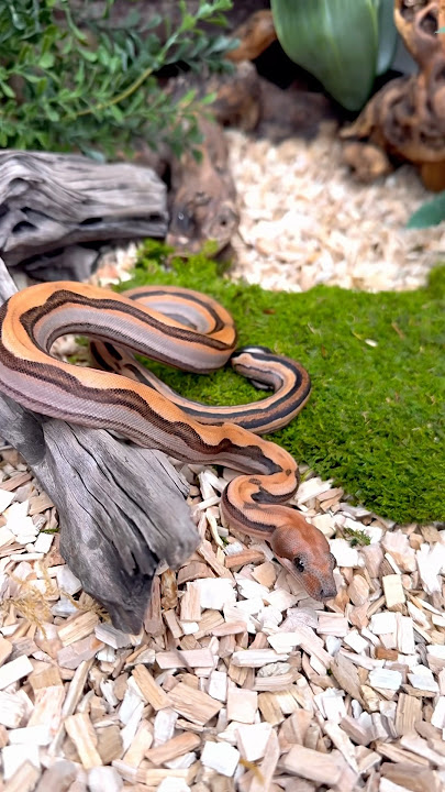 This gal is just so cool 🙌🔥0.1 Blood Labyrinth Motley het Kahl 🐍💕 #boamorph #boa #snake #reptile