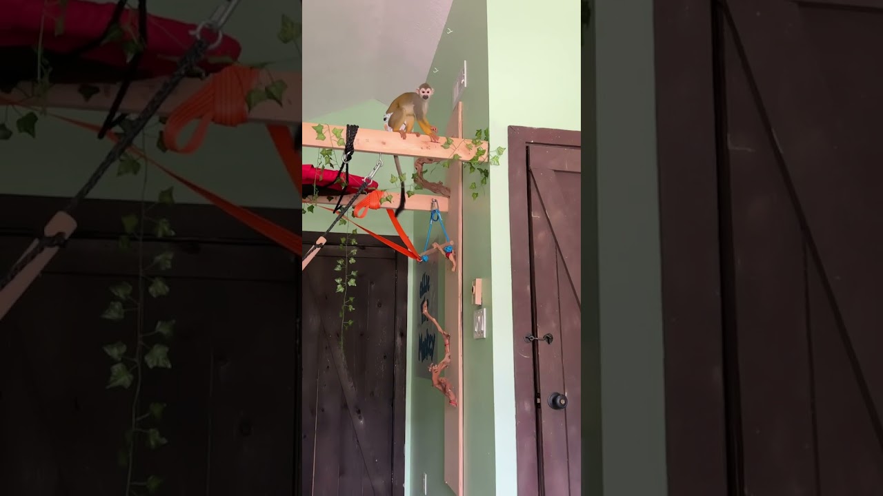 Monkey n Round In The Monkey Playroom!