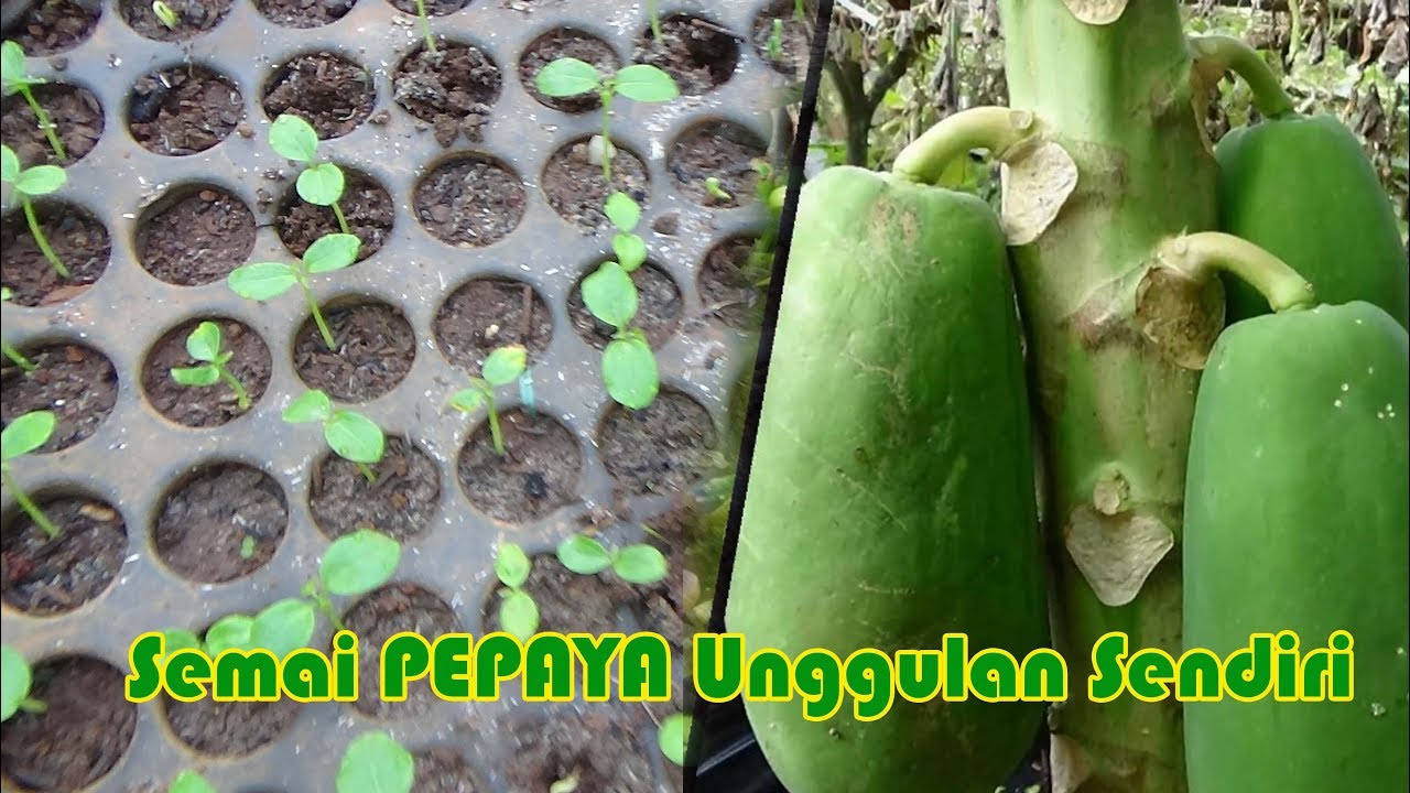 Tutorial Tani. Mudahnya Cara Semai Pepaya Unggulan Sendiri