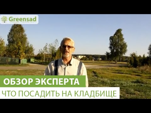 Что посадить на кладбище