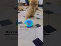 @SheruMinya #cat #spotifyclone #entertainment #cute #musicindustry #trending #kitten #filmscore
