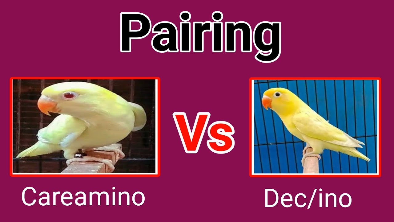 Careamino Into Decino Pairing result 