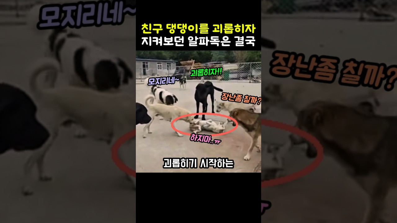 친구 괴롭히는 댕댕이를 한번에 제압하는 알파독 #개 #멍멍이 #강아지 #대형견 #알파견 #동물영상