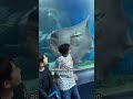 Stingrays
