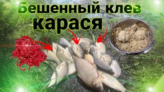 БЕШЕНЫЕ КАРАСИ РВУТ ЛЕСКИ И ПРУТ НА КРЮЧОК!!!! РЫБАЛКА В МАЕ НА УДОЧКУ С СЕКРЕТНОЙ ПРИКОРМКОЙ!!!