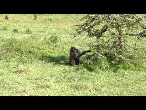 Baboons in the Ngorongoro Crater1