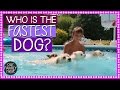 WHICH DOG CAN SWIM THE FASTEST CHALLENGE