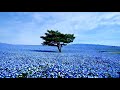 Colorful Flowers Sea, One Tree (HD1080p)