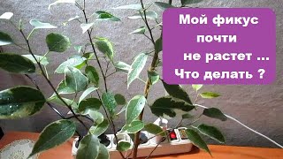 Мой фикус почти не растет . - Что делать ?