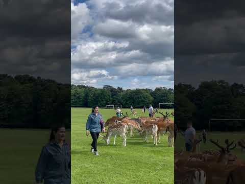 Phoenix park Dublin