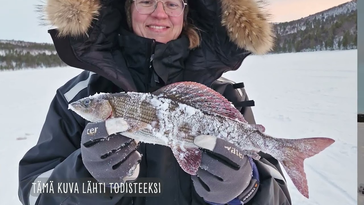 Siskot Finnmarkissa 2025 kevätjäillä rautu- ja harjuspilkillä