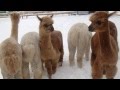 Альпаки, первый снег в их жизни