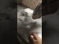 dry ice smoke experiment flowing in kitchen | warning ⚠️😜 #shorts#fun