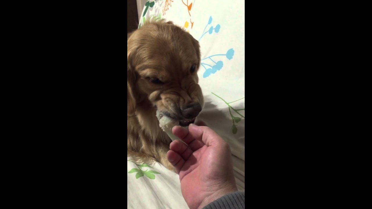 犬 ゴールデンレトリバー 超 かわいい動画 Youtube 犬 ゴールデンレトリバー 超 かわいい動画 Youtube