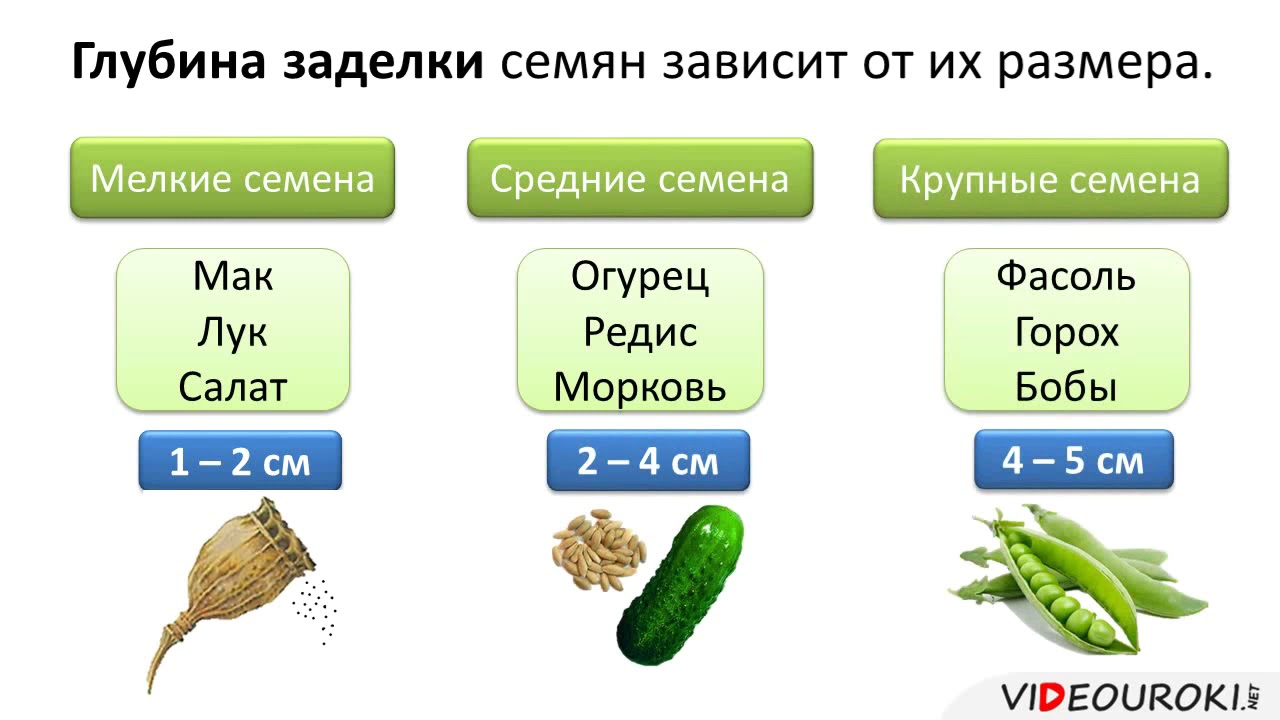 От чего зависит глубина семян