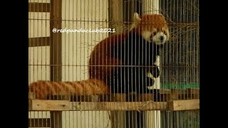 2023/3/26【大島公園動物園】レッサーパンダのギンガ(♀)❶⇒Red panda &quot;Ginga&quot; - Oshima Park Zoo (In Mar of 2023)