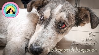 Щенок остался без помощи Бросили хозяева в наморднике До слез help save the puppy Щенок остался без помощи Бросили хозяева в наморднике До слез help save the puppy