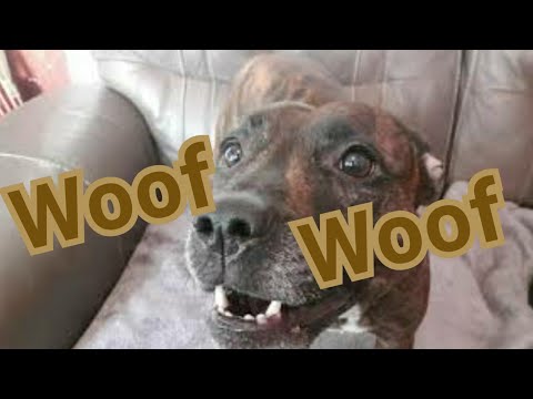 Staffy Goes Mad On Camera #Dog #Barking #Sounds