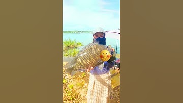 Rô Phi Cụ Hồ Trị An #fishing #cauca #caucathugian #fish