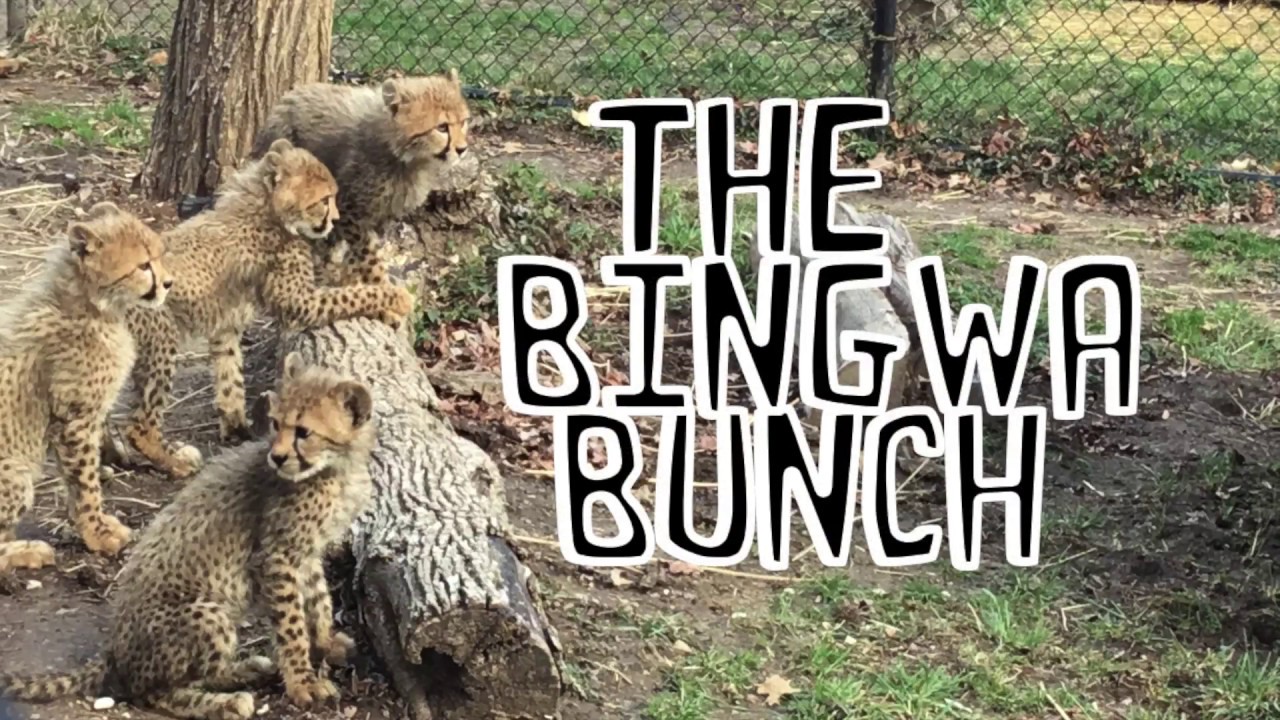 Adorable Cheetah Cubs Explore Outside Youtube